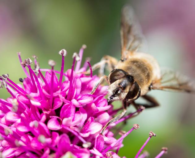 A honey bee collects pollen on a blossom. Photo: Getty Images