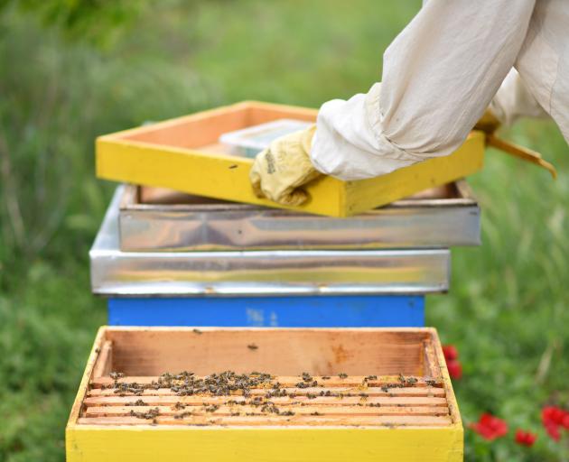 Bees are essential to our economy, food production and wellbeing. PHOTO: GETTY IMAGES