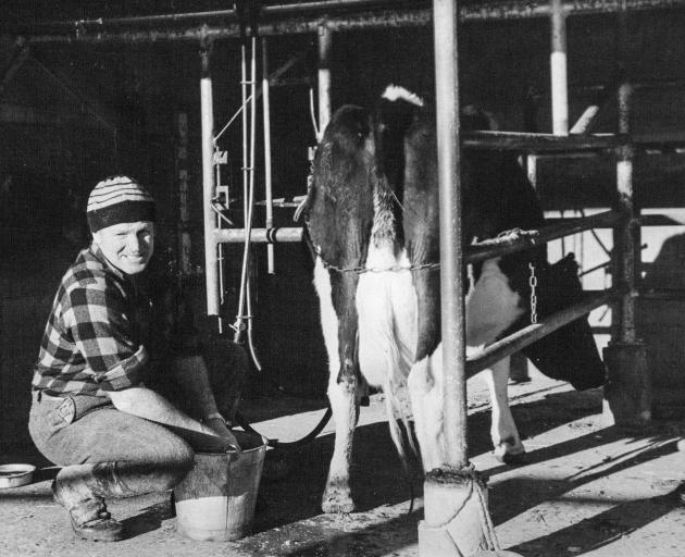 Gavin King’s father Louis milks the family cow on their Hororata farm in the 1970s. Photo: Supplied