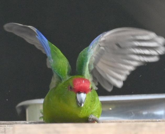The kakariki or red-crowned parakeet. PHOTOS : LINDA ROBERTSON
