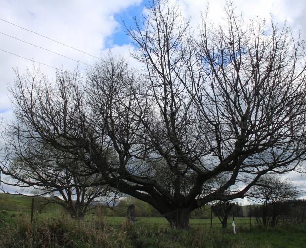 A memorial oak for Private George Addison, near McEwan Rd, near Oamaru, has to be cut down and...