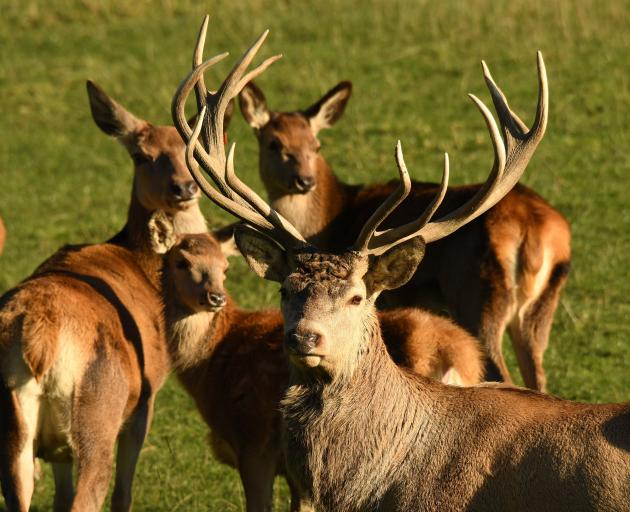  Farm-gate venison prices are expected to improve. Photo: Stephen Jaquiery.
