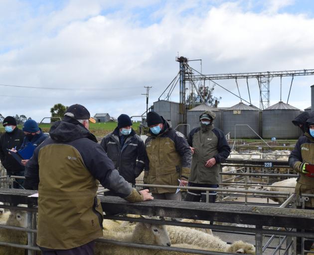 Livestock agents inspect sheep at the Balclutha Saleyards on the first day of Delta Alert Level 2...