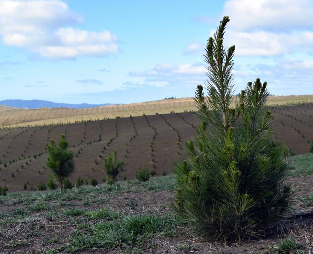 A new forestry block in Coe Rd in Clutha.