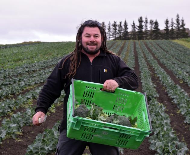 Oamaru Organics head grower and Organic Solutions shareholder Nigel Clark harvests broccoli in...