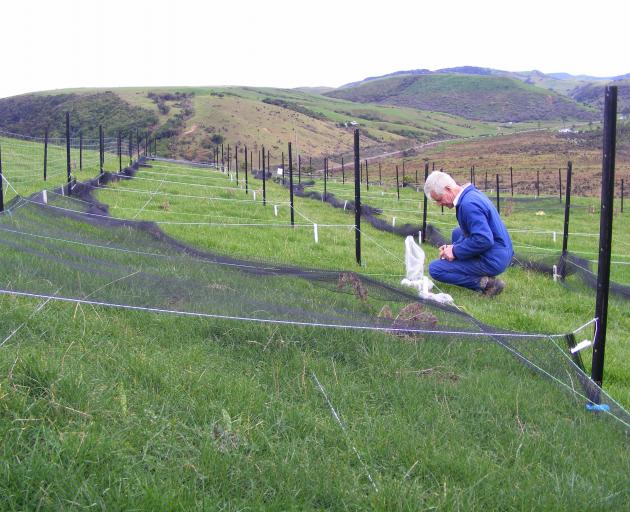 AgResearch Invermay scientist Colin Ferguson assesses a novel biopesticide against porina at a...