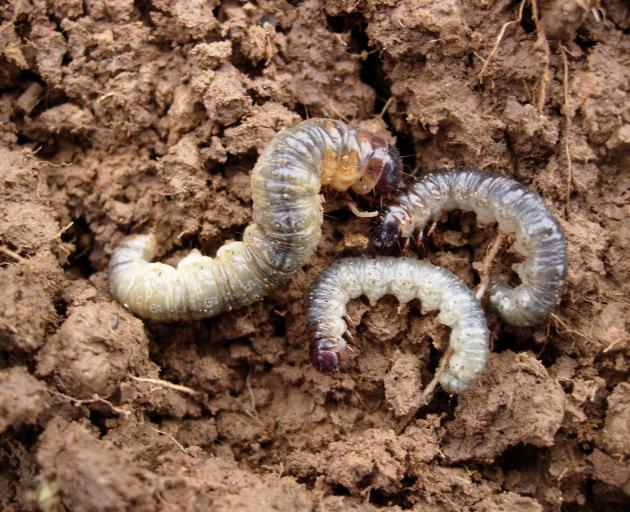 Porina caterpillars.