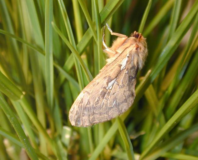 A porina moth.