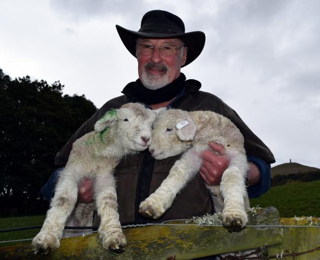 Aurora Romney stud master David Robertson checks his Romney lambs on his farm in Palmerston....
