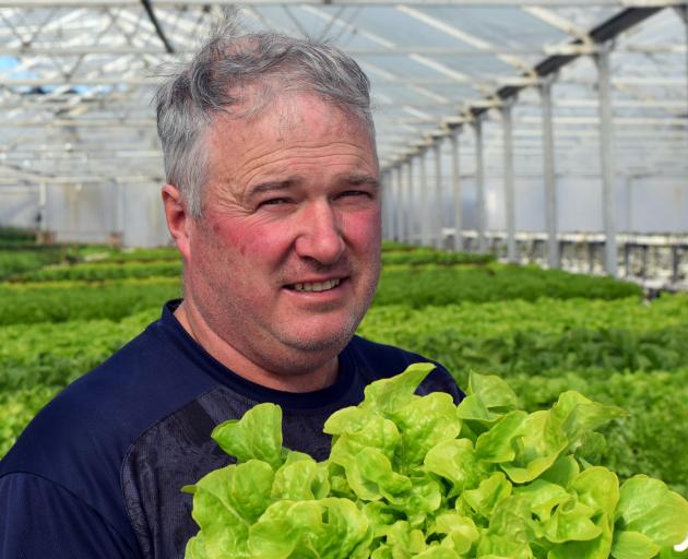 Janefield Peonies and Hydroponics owner Rodger Whitson insepcts a lettuce in his hothouse in...