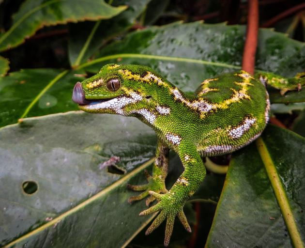 The jewelled gecko is a featured species at Orokonui Ecosanctuary, living in a new enclosure...