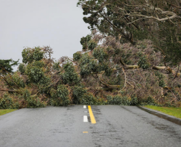 Strong winds in the Glentui area of Canterbury brought down trees on Friday. Photo: RNZ