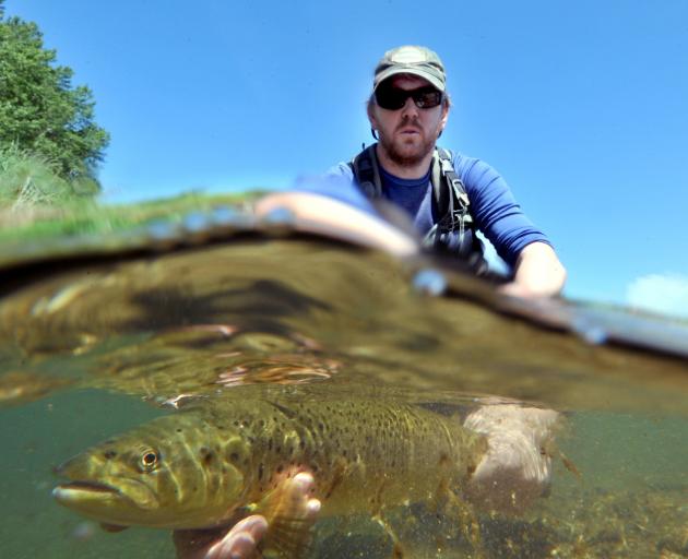 Dean Olsen, of the Otago Regional Council, prepares to release a brown trout into the river in...