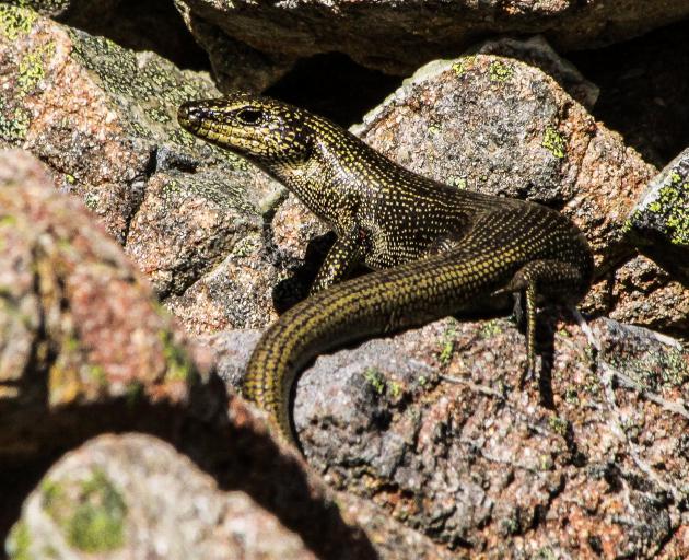 The alpine rock skink was discovered three years ago in the Hawkdun Range. 
PHOTO: CAREY KNOX