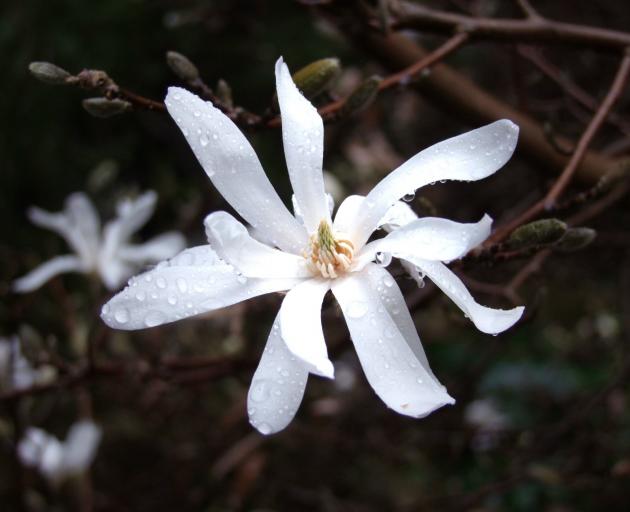 Among smaller species, the star magnolia (M. stellata) is one of the most popular with gardeners.