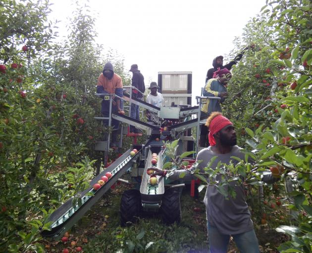 Ni-Vanuatu RSE workers get to grips with a new-age way of picking apples using a fruit harvesting...
