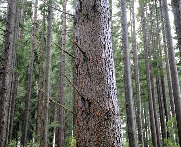 Pine trees at City Forest’s Three Mile Hill plantation. PHOTO: STEPHEN JAQUIERY