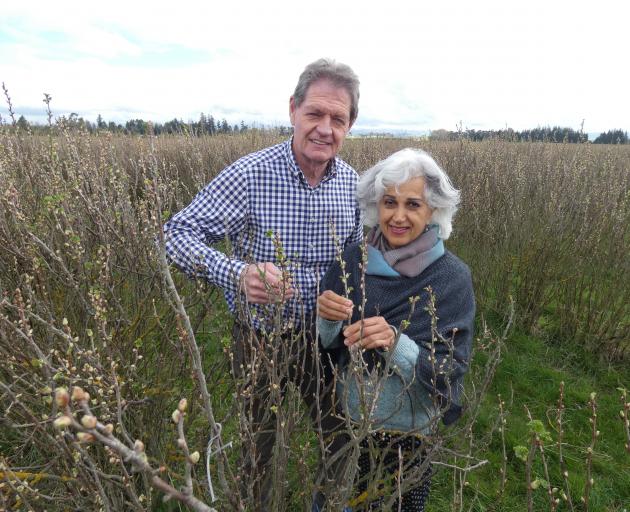 Tony and Afsaneh Howey are leading the organic blackcurrant charge at their Pleasant Point farm....