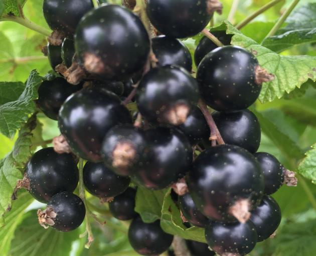 Blackcurrants are full of healthy vitamins. PHOTO: TIM CRONSHAW