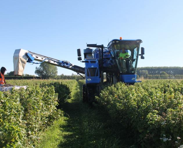 Harvesting blackcurrants at Tony and Afsaneh Howey's Pleasant Point organic farm.