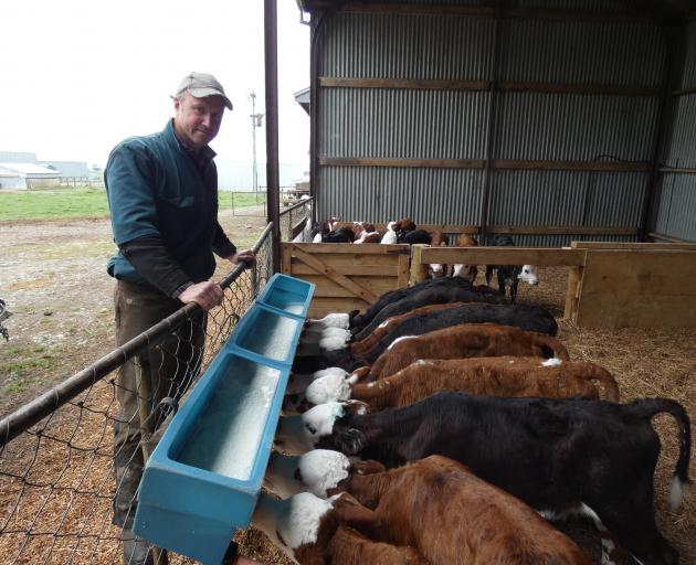 Federated Farmers Mid Canterbury dairy chairman Nick Giera feeds beef calves at Ruapuna Farms,...