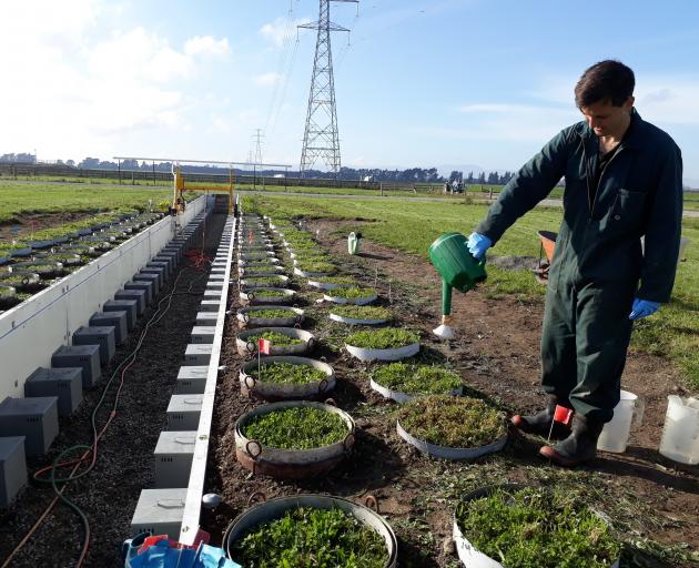 Will Talbot works with the lysimeters he used at Ashley Dene for his PhD project. PHOTO: SUPPLIED...