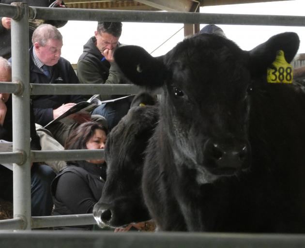 A deep catalogue drew out the bidding at Stern Angus stud’s yearling sale. PHOTOS: TIM CRONSHAW