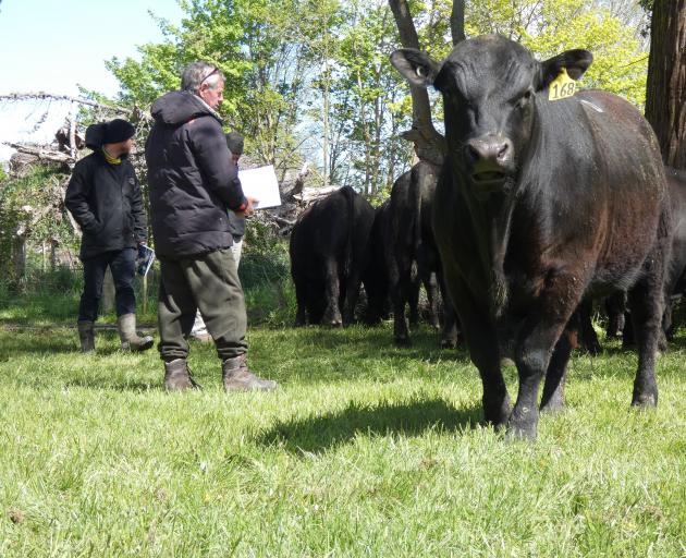 Potential buyers eye up the talent at Stern Angus’ yearling bull sale.