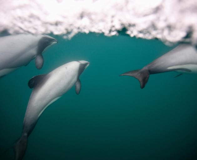 Hector's dolphins underwater. Photo: Getty Images