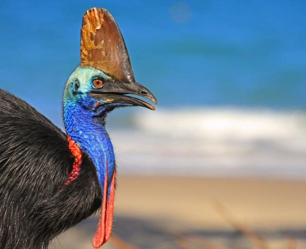 A southern cassowary, from North Queensland, Australia. PHOTO: GETTY IMAGES