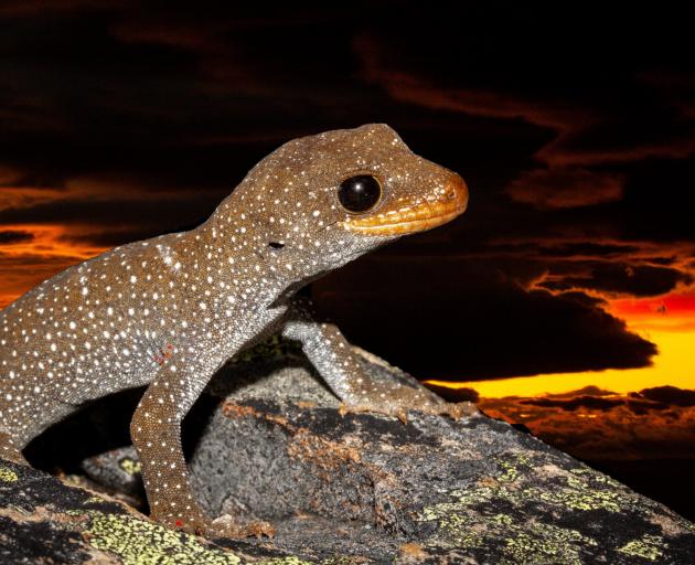 Hura te ao gecko. ‘‘Hura te ao’’ means ‘‘the breaking of the dawn’’, a name gifted by a local...