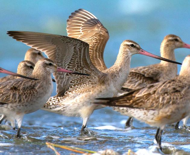 The Avon Heathcote Estuary hosts the bartail godwits every summer. PHOTO: DON PARISH