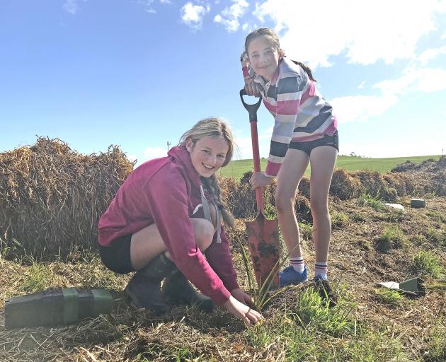 Waitaki Girls’ High School pupils Summer Borrie (left) and Molly Mansfield plant flax alongside...