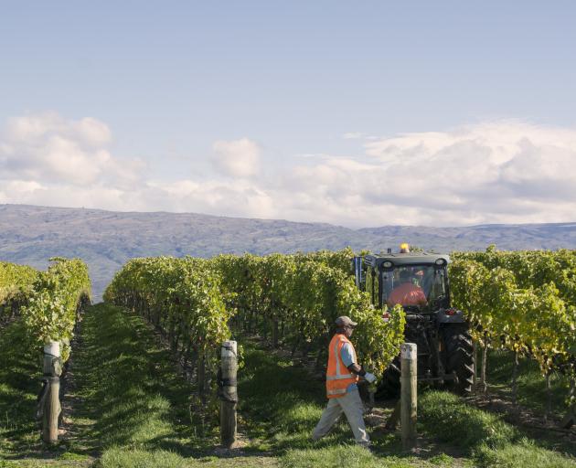 McArthur Ridge winery planted its vineyards in 2002. PHOTO: SUPPLIED