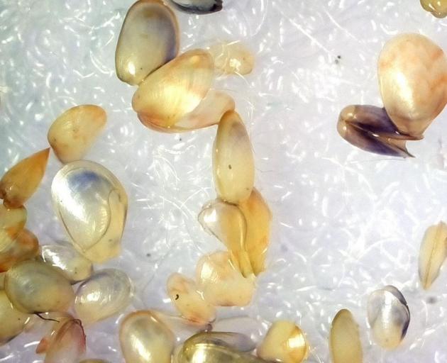 Mussel spat pictured through the imaging platform magnified about 45 times.