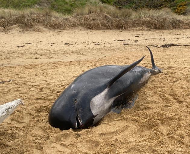  A dead female long-finned pilot whale, about 4.3m long, washed up at Kakanui's Campbells Bay on...