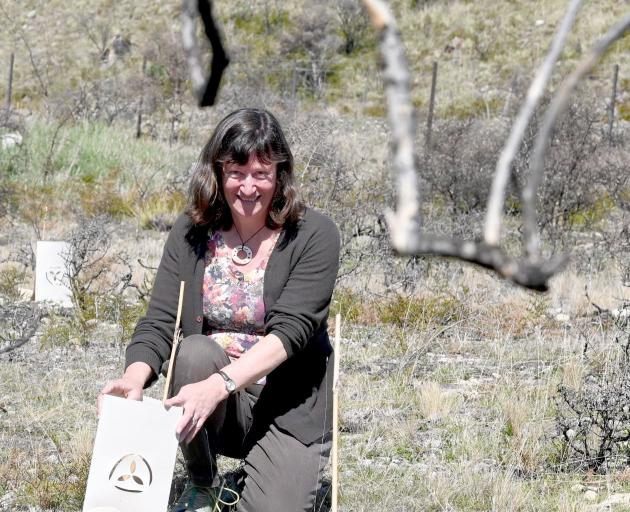 Ohau Conservation Trust chairwoman Viv Smith-Campbell says a huge number of volunteers have...