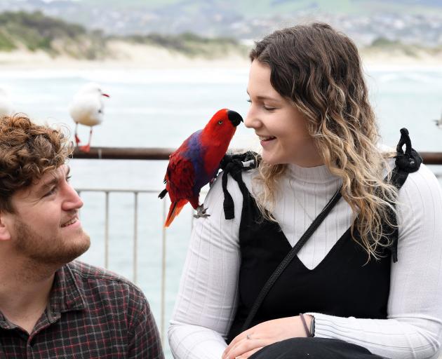 Dunedin couple Liam Ireland and Alex Martin and parrot Cassie out and about at St Clair. PHOTO:...