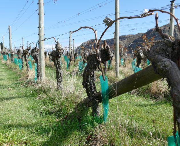 Some of Gibbston’s first vines, now almost 40 years old, at Gibbston Valley Winery, from which...