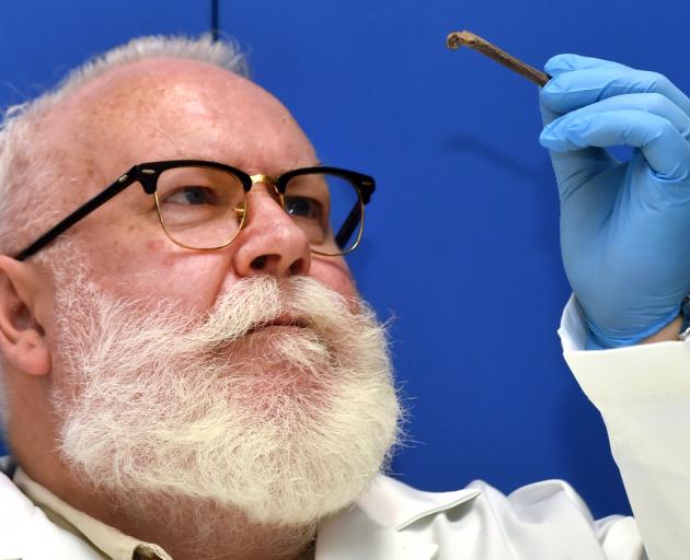 Prof Glenn Summerhayes studies a bone from the late Pleistocene age (more than 10,000 years old)...