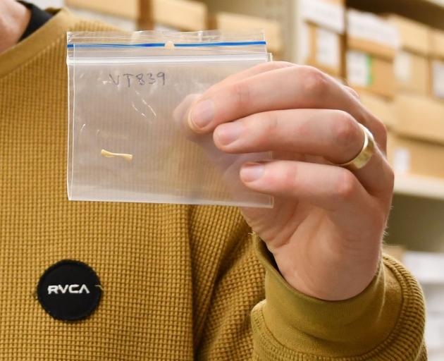 This bone, found in a Southland cave, is the only evidence a now extinct frog ever existed.