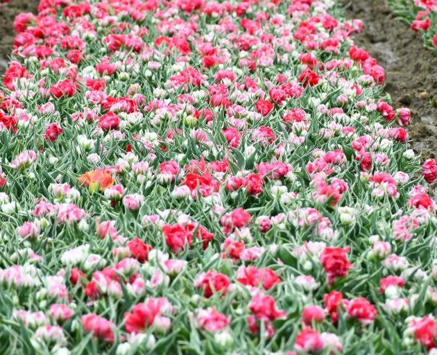 Southland's van Eeden Tulips flowers are beginning to bloom PHOTO: LAURA SMITH