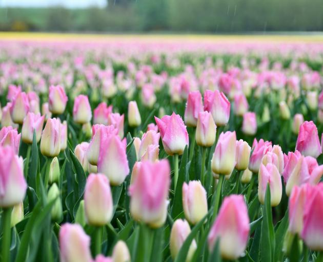 Pink tulips. Photo: Laura Smith