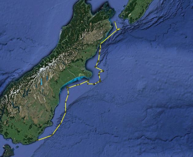 The map shows the trajectory of yellow-eyed penguin Takaraha, which has a transmitter on its back...