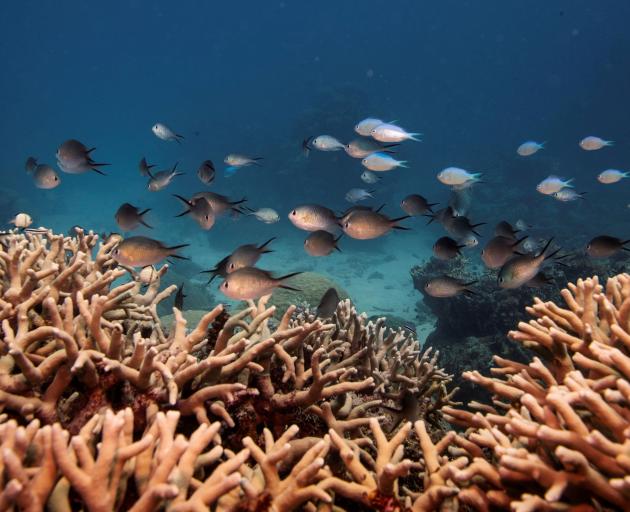 Fish swim above a staghorn coral colony on the Great Barrier Reef. Photo: Reuters