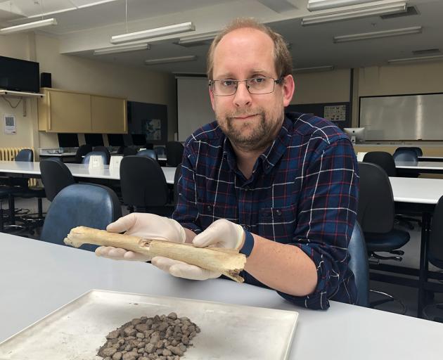 Dr Nic Rawlence with gizzard stones and the shin bone (partial right tibiotarsus) of a subadult...