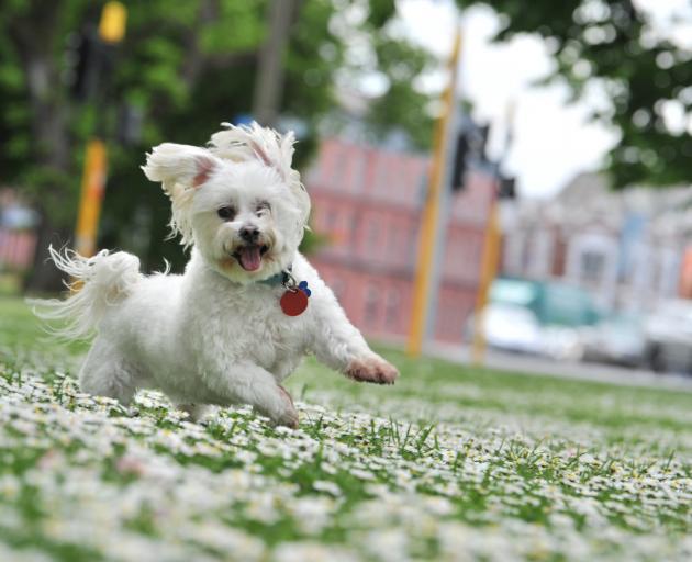 Pinot, a 9-year old Maltese, runs through the daisies at Queens Gardens yesterday. Pinot is owned...