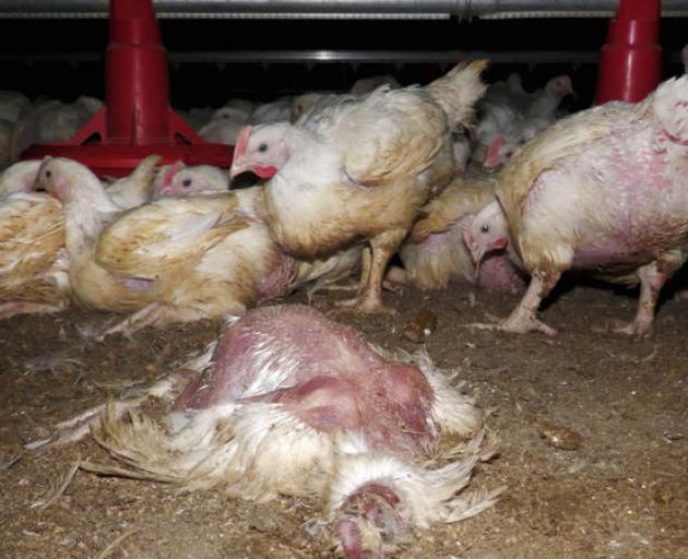 Dead chickens are removed daily from sheds Photo: Supplied / Animals Aotearoa