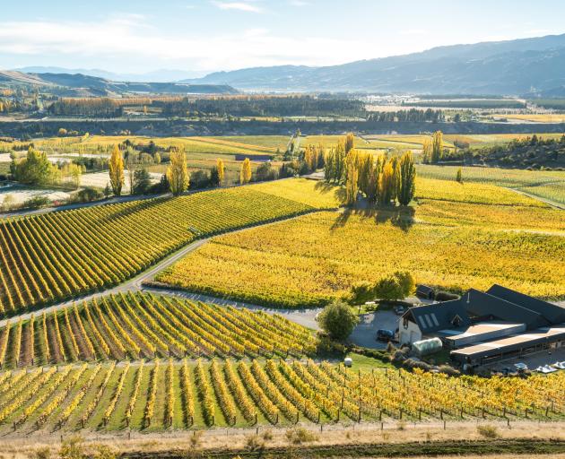 Felton Road vineyard at Bannockburn. PHOTO: SUPPLIED
