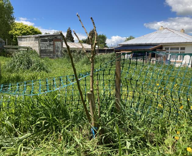 A stalk is all that's left of Carol Cudby Robinson's kākābeak which she claims has been targeted....